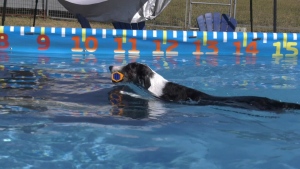 CTV National News: Dog dock diving championship