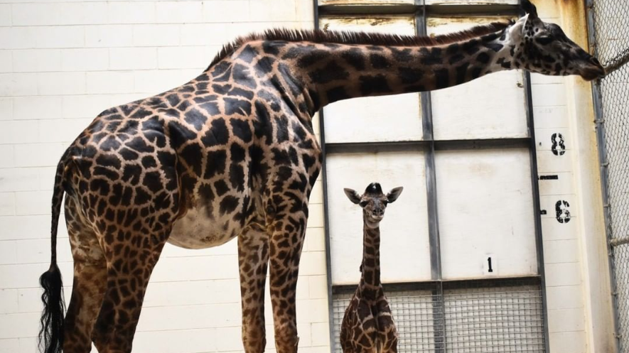 Virginia Zoo giraffe 