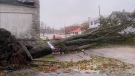 A picture of Dorchester Street in Sydney, N.S. Saturday morning. (Courtesy: Steve Pertus)