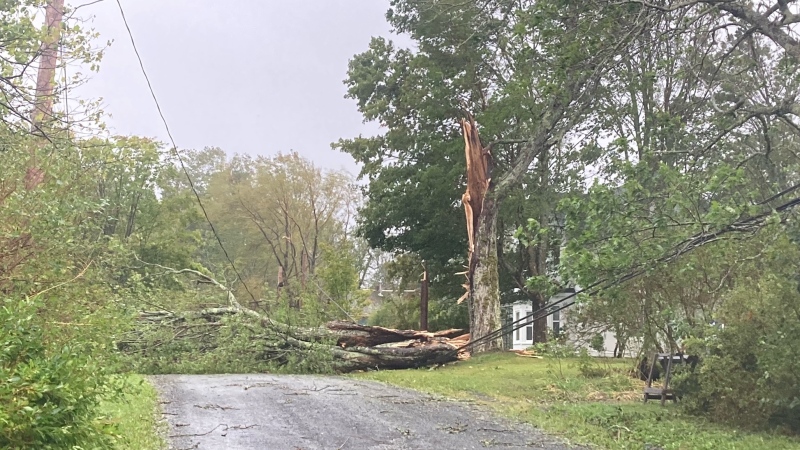 Power lines are pinned underneath a tree in Maitland, N.S. (Courtesy: Stephen Lowe)