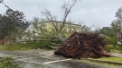 One of the oldest and biggest trees in Charlottetown fell victim to Fiona. (Source: Jack Morse/CTV Atlantic)