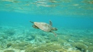 A Hawksbill sea turtle is seen swimming in 2012 at Lady Elliot Island, Australia. (Mark Kolbe/Getty Images/CNN)