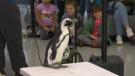 A couple of African penguins made an appearance at the EPL open house at the Stanley A. Milner library Saturday morning. (CTV News Edmonton/Dave Mitchell
