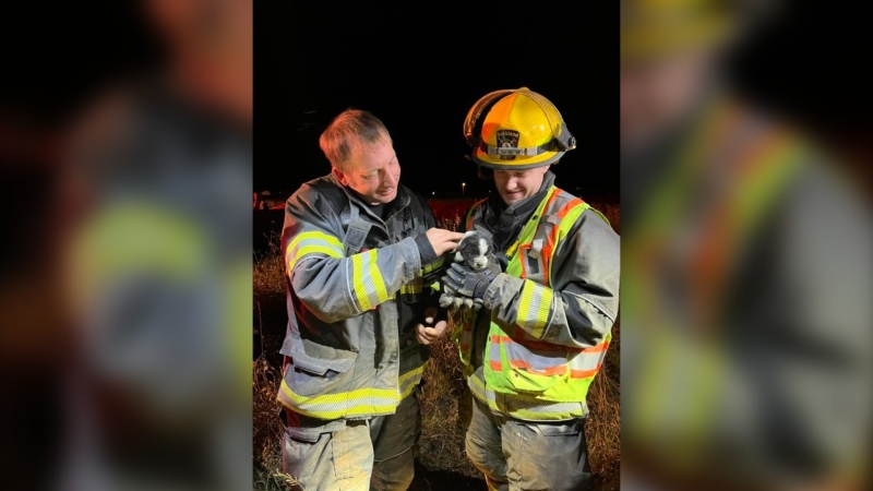 Buckland Fire and Rescue crews rescued a new-born puppy after it fell down a well. (Facebook/ BucklandFire)