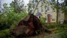 Fallen trees near houses are shown in Charlottetown as post-tropical storm Fiona, one of the strongest storms to ever strike Eastern Canada, continued to lash the region on Saturday, Sept. 24, 2022. THE CANADIAN PRESS/Brian McInnis