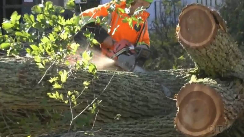 Halifax Regional Municipality workers took to the streets Sunday to remove some massive trees that blocked off roads in the city.