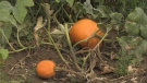 Shantz Family Farm makes pumpkin patch change