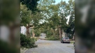 A large downed tree on Willow Street in Halifax is seen on Sept. 25, 2022. (Heidi Petracek/CTV)