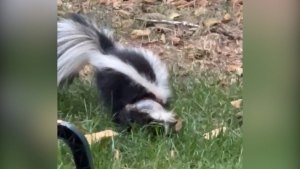 Rescued skunk receiving care