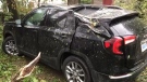 CTV News Vancouver’s Chris Brinton arrived in Prince Edward Island's capital of Charlottetown for a vacation last week, just before the storm hit. On Saturday, he awoke to find a large tree had smashed through his rental car. (Chris Brinton/CTV)