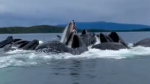 A family on a fishing trip had the encounter of a lifetime while in Alaska after a group of humpback whales breached beside their boat.
