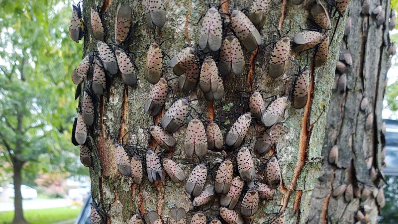 This Oct. 10, 2021 photo shows a cluster of spotted laternflies on a tree, in Harrisburg, Pa. (Scott Eshenaur via AP)