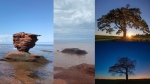 Landmarks destroyed in post-tropical storm Fiona. From left to right: Teacup Rock, before the storm (Laura Ryckewaert), Teacup Rock after the storm (Vanessa Lee), Shubenacadie Tree before the storm (Len Wagg)