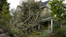 A felled tree rests on a house in New Glasgow, N.S. on Wednesday, September 28, 2022 following significant damage brought by post tropical storm Fiona. THE CANADIAN PRESS/Darren Calabrese
