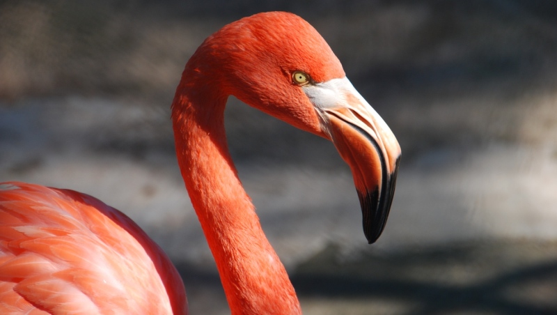 A stock photo of a flamingo. (pexels/pixabay)