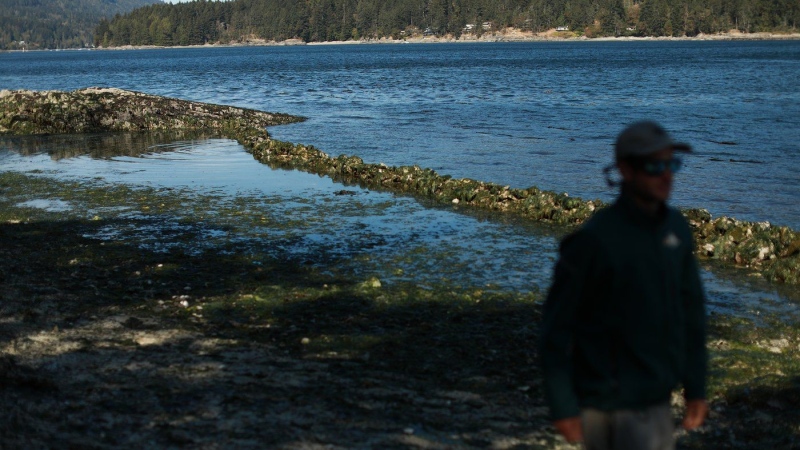 High tide rolls in as a Parks Canada employee looks over the clam bed restoration while on a Salish sea garden tour on Russell Island, a 32-acre Gulf Island National Park near in Salt Spring Island, B.C., Thursday, Sept. 8, 2022. (THE CANADIAN PRESS/Chad Hipolito)