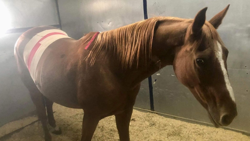 Dixie, an 11-year-old quarterhorse, was surrended to Sundre's Bear Valley Rescue several months ago. (Supplied/Bear Valley Rescue)