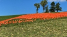In Shubenacadie, 14,000 orange flags fluttered in the wind on the grounds of what used to be a residential school site.