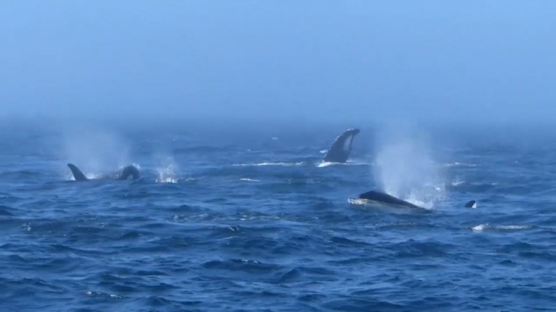 Video shows orcas clashing with humpbacks