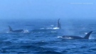 Orcas, humpback whales clash off Seattle coast