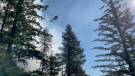 A video accompanying the tweet showed smoke rising from the forest and a helicopter flying overhead. (Twitter/@metrovanemerg)