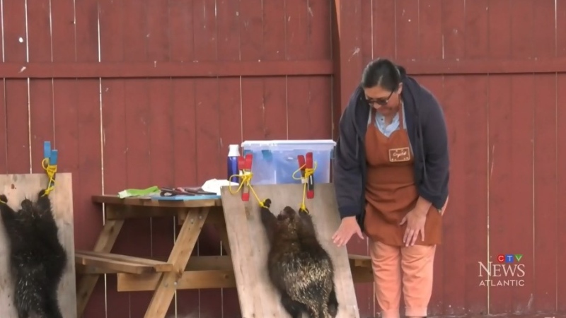 For Crystal Glode, it’s her first time presenting a harvesting demonstration of porcupine quill, an old craft and tradition practiced by the Mi’kmaq community, for Treaty Day.