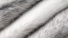 A stock image shows a type of mink fur. Credit: Shutterstock.