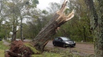 A driver cruises past a large tree which was snapped in half during post-tropical storm Fiona, in Charlottetown, Monday, Sept. 26, 2022. (THE CANADIAN PRESS/Brian McInnis)