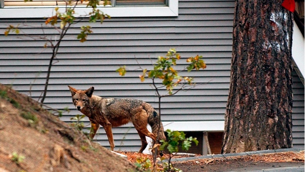 In this Sunday, Nov. 2, 2003 file photo, a coyote wanders through a neighborhood in Cedar Glen, Calif., in the San Bernardino Mountains. Scientists have long known that human activity disrupts nature. And the latest research released on Thursday, June 14, 2018, found fear of humans has caused many species to increase their nighttime activity by 20 percent. (AP Photo/Marcio Jose Sanchez)
