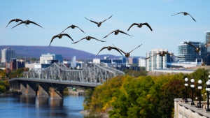 Canada geese fly over the Rideau Canal and the Ottawa River in Ottawa on Monday, Oct. 3, 2022. (Sean Kilpatrick/THE CANADIAN PRESS)