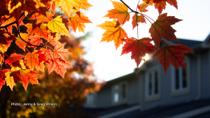 Autumn colours .(Jenny & Greg Wilson/CTV Viewer)