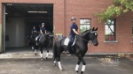 RCMP horses up for auction