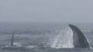 Orcas battle humpback whales near Victoria