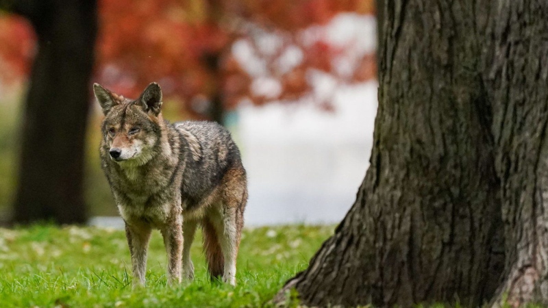 A coyote walks through Coronation Park in Toronto on Wednesday, Nov. 3, 2021. Following a string of unprovoked coyote attacks on humans in Burlington, Ont., in recent weeks, experts agree that the animals' aggressive behaviour is more than likely the result of humans intentionally feeding them. THE CANADIAN PRESS/Evan Buhler