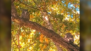 Owls in Calgary's Carburn Park (courtesy viewer Richard).