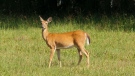 A deer is seen in a field. (Source: Jim Fawns/Pexels)