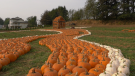 Pumpkins are seen at Maan Farms in Abbotsford, B.C., on Oct. 4, 2022.