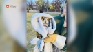 Torie Findlay and Derek Jugnauth rescued an owl that had become tangled in a Calgary soccer net on Monday, Oct. 3, 2022. (Torie Findlay and Derek Jugnauth)