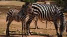 A baby Grant's zebra stands next to an older one at the Attica Zoological Park, in Spata, east of Athens, on Monday, April 11, 2022. A drought in Kenya has wiped out two per cent of the Zebra population. (AP Photo/Thanassis Stavrakis)