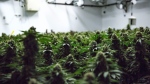 Cannabis plants grow inside a production facility in Simcoe, Ont., April 13, 2021. THE CANADIAN PRESS/Tara Walton