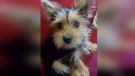 Peanut, Matthew List and Nathalie Lebrun's eight-month-old Yorkie pup has gone missing. Lisk believes a coyote could be behind it. (Supplied)