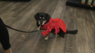 Adriana is at Pet Valu with ideas on how to dress up your pet this Halloween