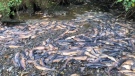 Dead salmon are seen in Neekas Creek, B.C., in a Twitter video posted by researcher William Housty, credited to Sarah Mund.