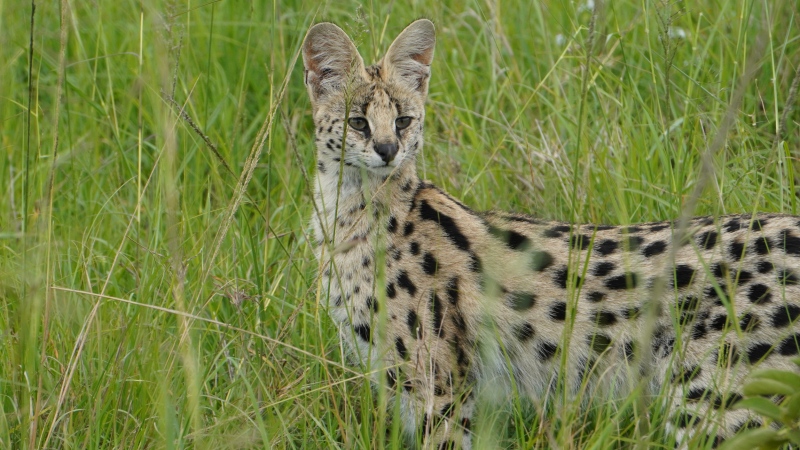 An African serval, similar to those that have escaped their homes on Vancouver Island this week, is shown. (iStock)