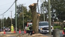 A tree being removed along Shelbourne Street in Saanich, B.C., is shown. (CTV News)