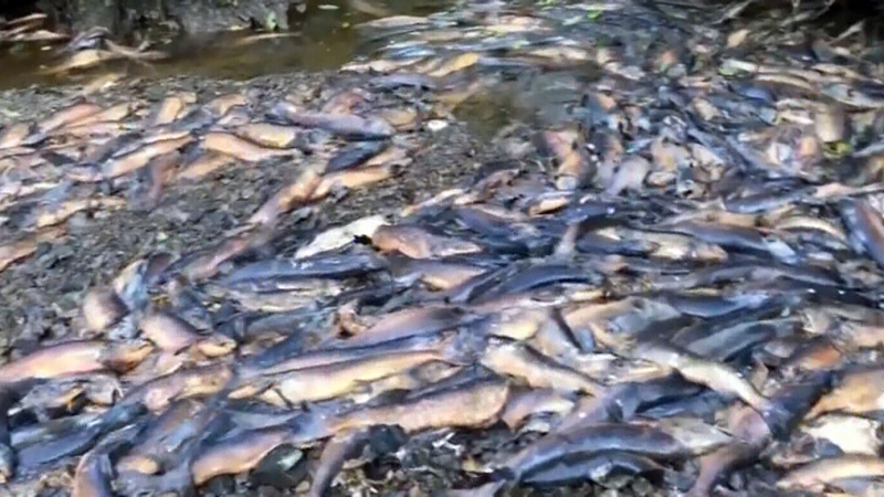 Drought leaves thousands of salmon dead