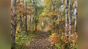 Assiniboine Forest in the fall. Photo by Troy Pauls.