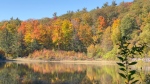 The fall colours on display in Gatineau Park. (Dave Charbonneau/CTV News Ottawa) 