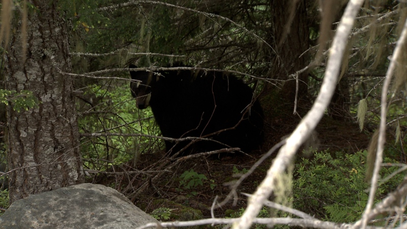 Bear attacks two women in northern B.C.
