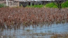Cotton crops are submerged in floodwaters due to heavy monsoon rains, in Tando Jam near Hyderabad, a district of southern Sindh province, Pakistan, Saturday, Sept. 17, 2022. (AP Photo/Pervez Masih)